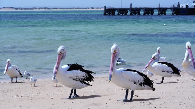 Australian Pelicans Waddling Along the Shore