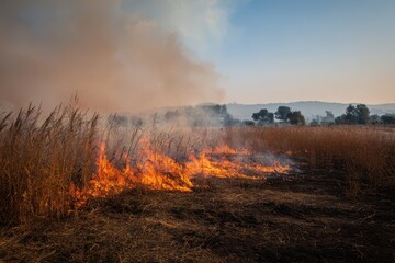Wild grass fire scene in a field with orange flames and smoke