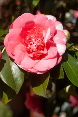 Bl&uuml;hende rosa Rose, Deutschland