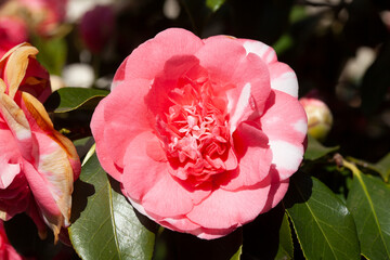Bl&uuml;hende rosa Rose, Deutschland