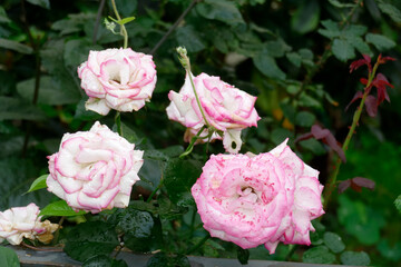 Bl&uuml;hende rosa Rosen, Deutschland