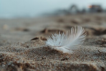 A delicate white feather rests gently on the textured, sandy ground, bathed in soft, diffused light. The intricate barbs and shaft of the feather are in sharp focus, highlighting its natural beauty an