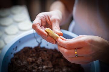 Hands skillfully fold dough around a savory mushroom filling. This festive food preparation takes place during Christmas time, creating warmth and delicious traditions