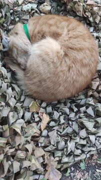 our Ukrainian military cat is blissfully resting in the camouflage net of our forest camp, while there is no shelling