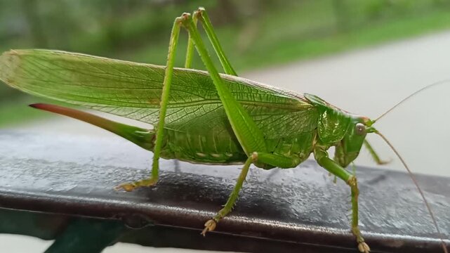 Locusts, acrids - several species of insects of the family of true locusts (Acrididae), capable of forming large swarms (numbering up to hundreds of millions ... similar to a common grasshopper