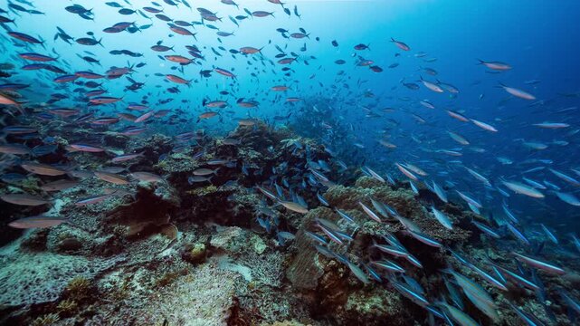 Underwater shot of huge school of fish swimming over a deep coral reef