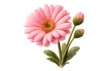 Pink gerbera daisy standing with vibrant petals and closed buds, symbolizing spring and renewal on a transparent background