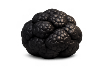 Realistic black truffle icon for gourmet culinary designs and food illustrations