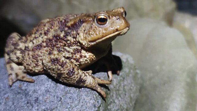 a huge, scary, but beautiful toad sits at night on a pile of stones and waits for mosquitoes and midges, warty skin and golden eyes