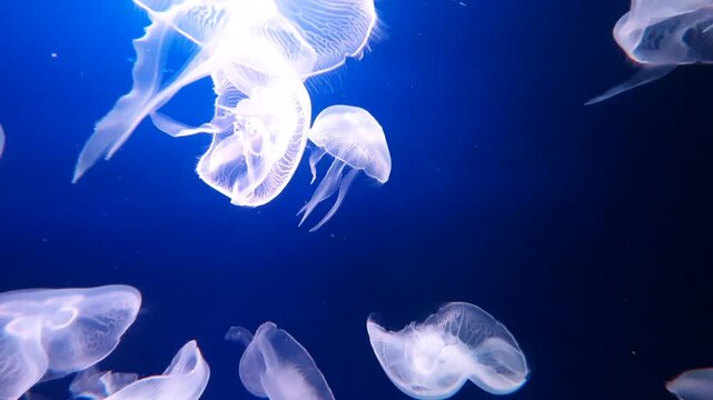 Saltwater Aquarium with Jellyfish, Dubai