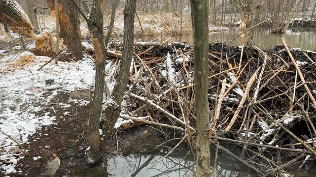 Traditional wooden beaver dam on a frozen mountain river in winter Carpathians. Wild nature landscape with beaver pond, ice chunks, snowdrifts and animal architecture ecology concept in Ukraine.