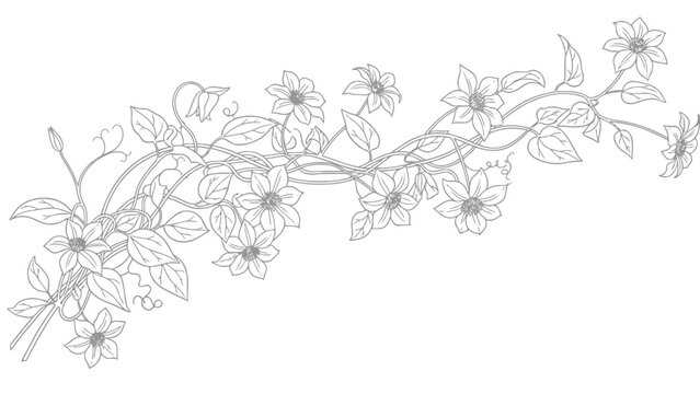 Delicate line drawing of flowering vine