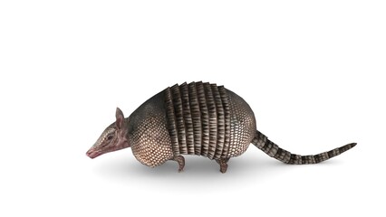 Obraz premium armadillo animal on white background