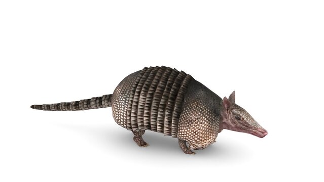 armadillo animal on white background
