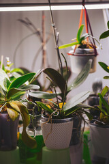 Different types of potted plants are placed on shelves in a well-lit room. The plants show green leaves with some being in hanging pots. Light falls on the plants highlighting their shapes