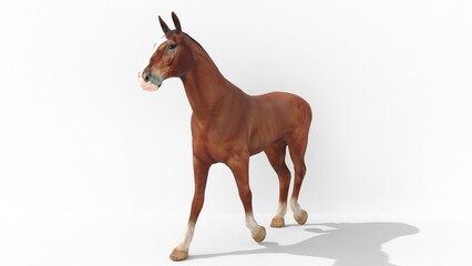 brown horse walking