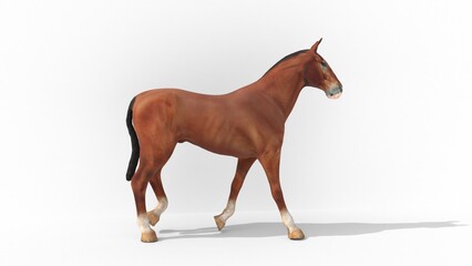 brown horse walking