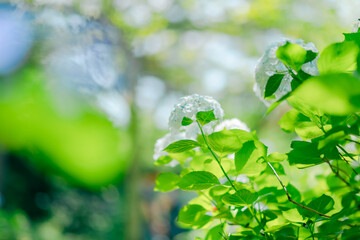 Obraz premium 雨引観音の美しい紫陽花