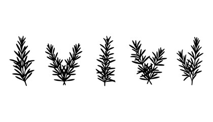 Rosemary Herb Line Art Silhouette