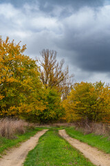 Naklejka premium beautiful landscape of country road in autumn forest with bright yellow leaves on trees, cloudy weather