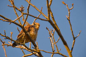 Common kestrel perched among bare tree branches against a clear blue sky