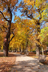 A city park on a bright autumn morning, sunlight and shadows, yellow and golden autumn leaves on the trees, beautiful nature.