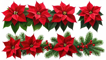 Poinsettias and fir with red berries arranged for decoration