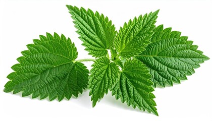 Close-up of vibrant, textured green leaves on white background (1)