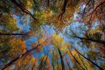 Autumn forest canopy, vibrant fall colors, looking up at trees (1)