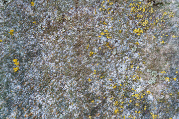 Moss and lichen grow on a stone surface in a natural setting