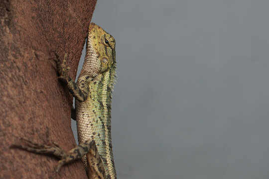 Calotes versicolor Chameleon Garden Lizard Climbing Trunk