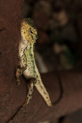 Obraz premium Tropical Calotes versicolor Garden Lizard on Tree Bark