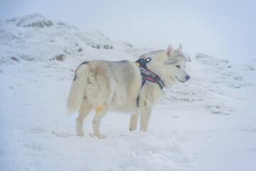 Un husky siberiano en la monta&ntilde;a