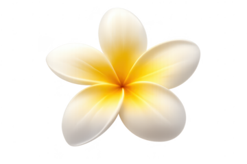 Exotic Plumeria Flower with a transparent background for design use.