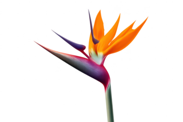 Vibrant bird of paradise flower on transparent background vector art.