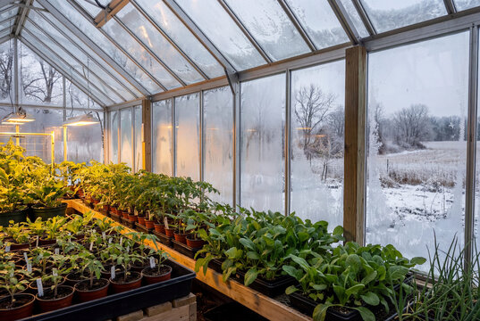 Rows of potted tomato and vegetable starts thrive under warm yellow lamps inside glasshouse while frost covers windows revealing snowy winter landscape outside.