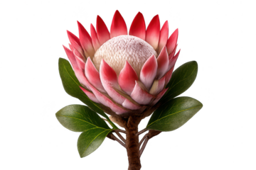 King protea flower on a transparent background studio shot of beauty.