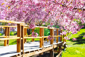 Beautiful landscape, pink cherry blossoms or cherry blossoms with romantic wooden bridge. Mae Wang District on Doi Inthanon National Park, Chiang Mai, Thailand