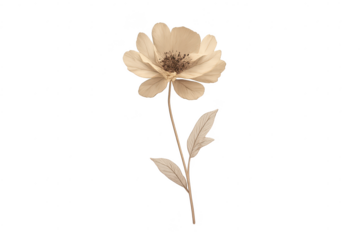 Elegant brown flower artwork on transparent background digital design.