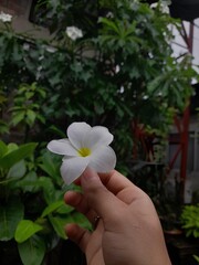 hand with flower