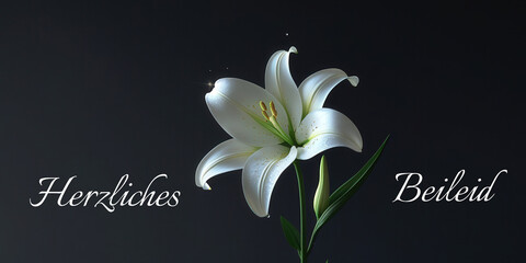 White lily flower on dark background with text "Herzliches Beileid" meaning "Heartfelt Condolences" in German
