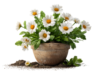 Beautiful white chamomile and daisy flowers in a pot bloom with spring garden beauty, featuring delicate yellow centers and pink floral petals for a vibrant summer nature decoration