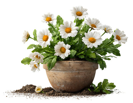 Beautiful white chamomile and daisy flowers in a pot bloom with spring garden beauty, featuring delicate yellow centers and pink floral petals for a vibrant summer nature decoration