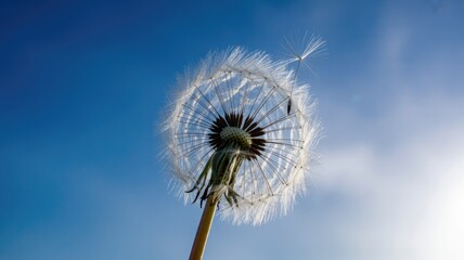 Obraz premium Dandelion Seed Head Against Blue Sky