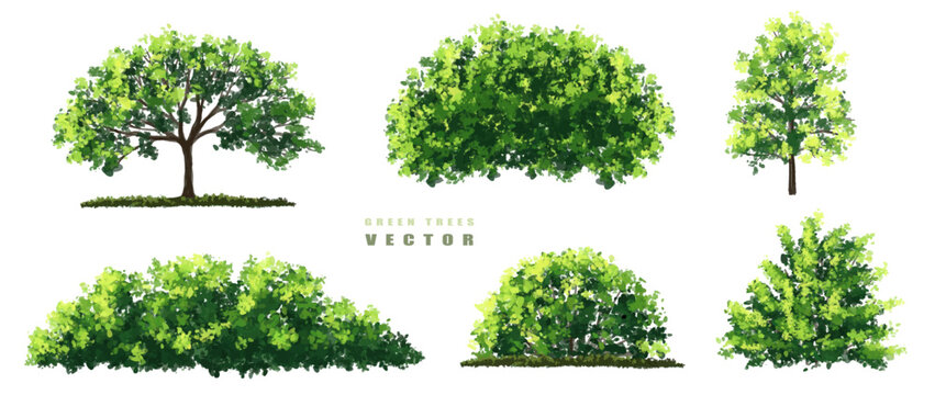 Vector of green tree side view isolated on white background ,watercolor tree elevation for landscape concept,environment scene,eco design, garden for spring