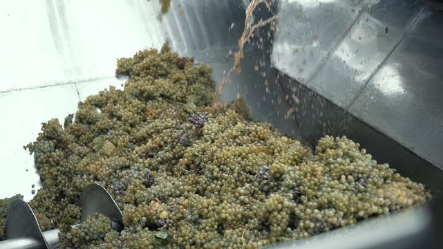 Wine factory, grape processing metal machine squeezing