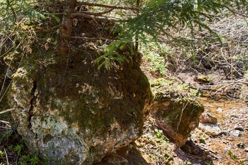 Moss-covered silicified rock boulder anchors a small evergreen sapling beside a sun-dappled woodland stream in springtime © PhotoChur