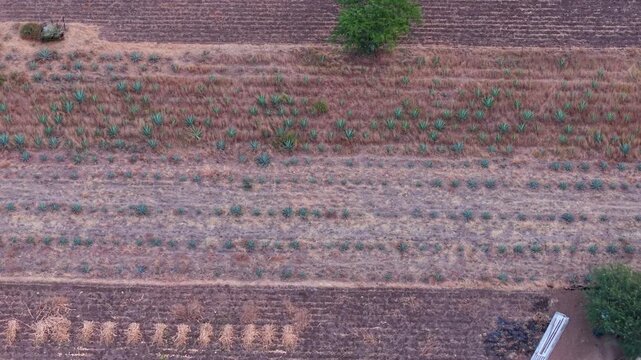 Aerial views of mezcal agave cultivation across Oaxaca landscapes