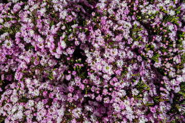 Wildflowers backgrounds. Pink Geraldton waxflower, Chamelaucium uncinatum. Flowering plant, endemic to Western Australia. Flower June, July, August, September, October, November