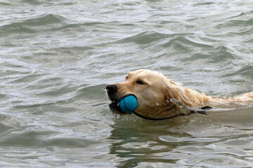 Golden retriever dog swimming in water with a blue ball in its mouth